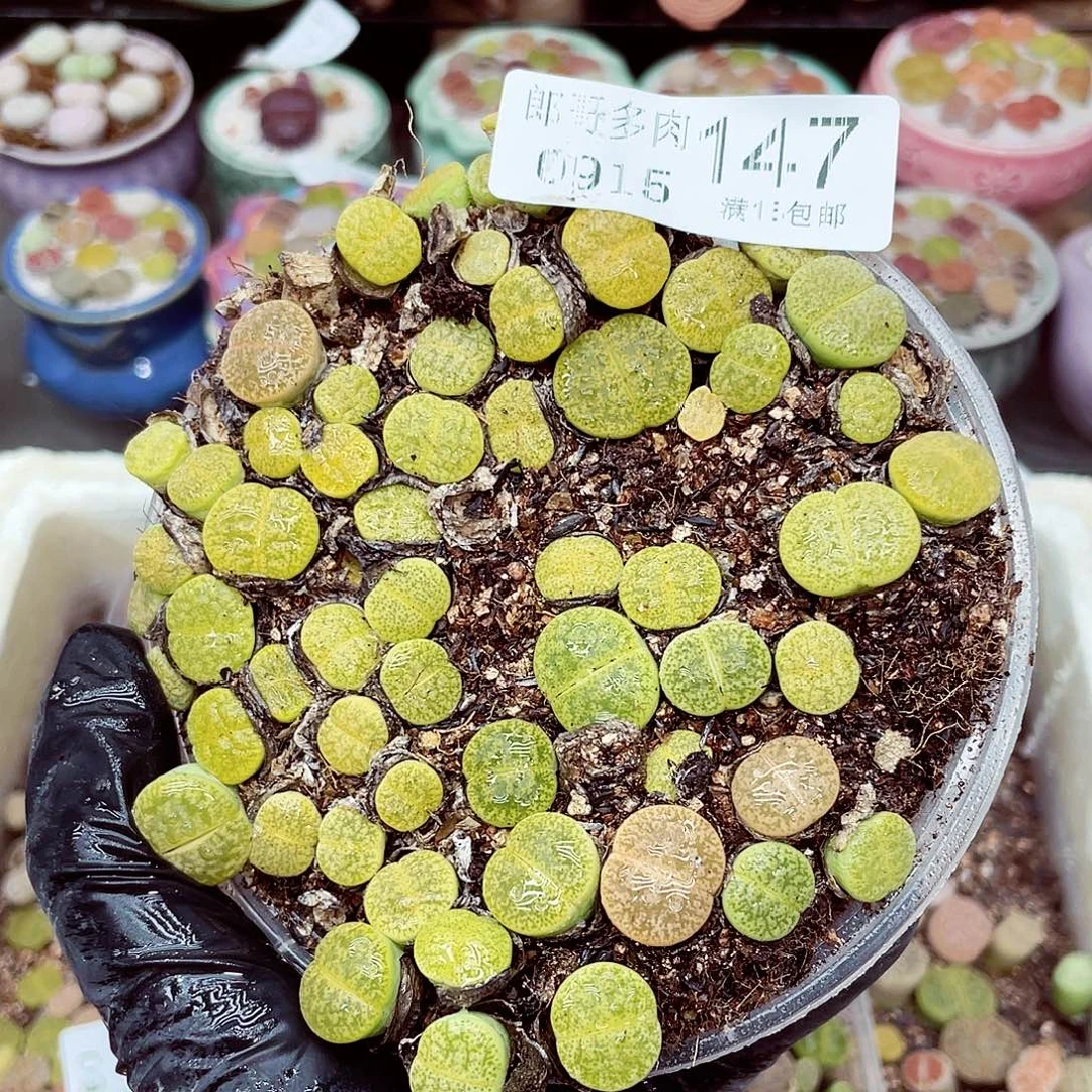 生石花18包邮0915-147