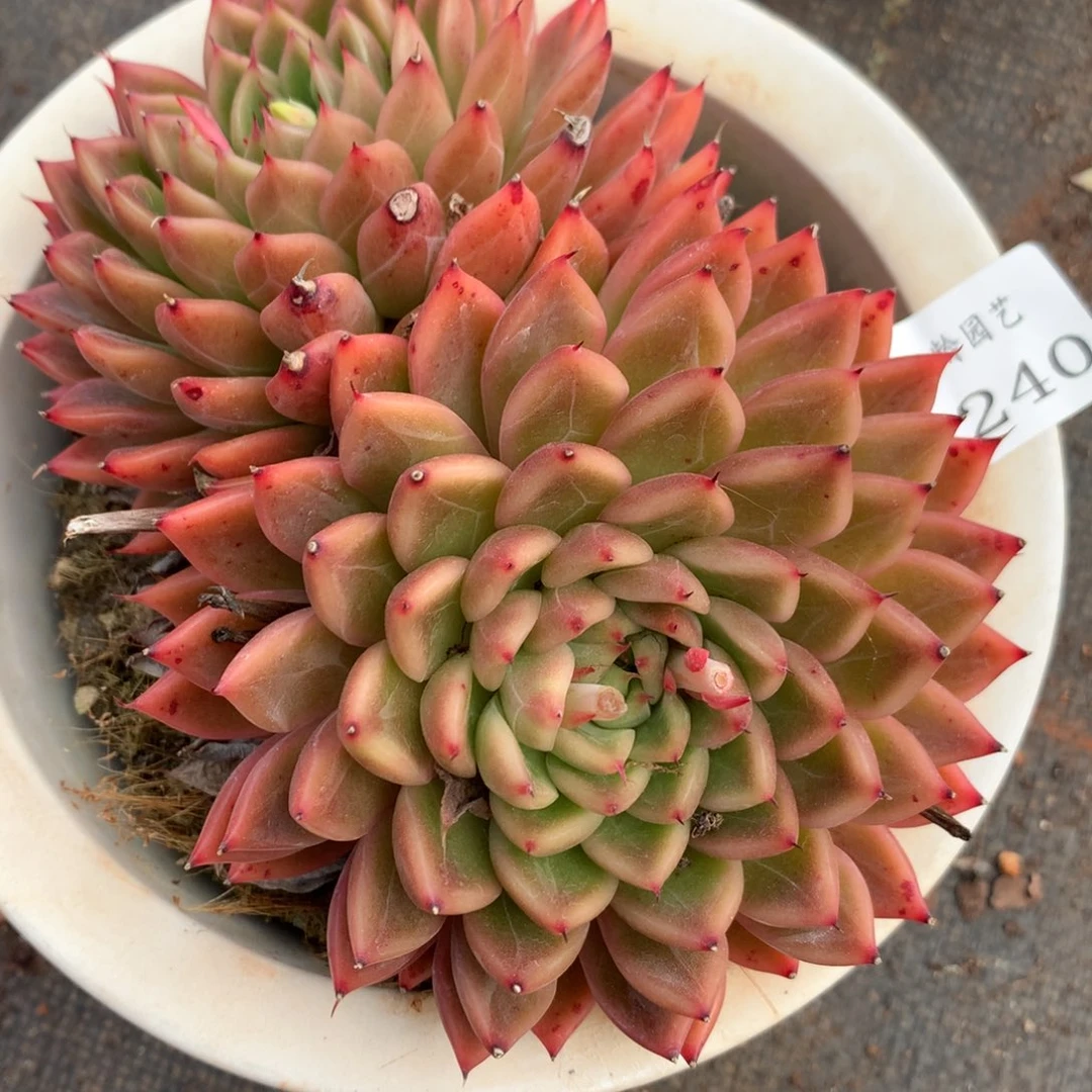 7240有叶伤特价杂交多肉