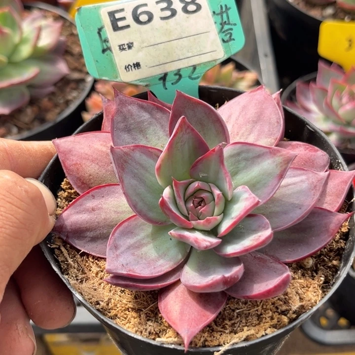 惊鸿一物一拍包装收缩花旱638