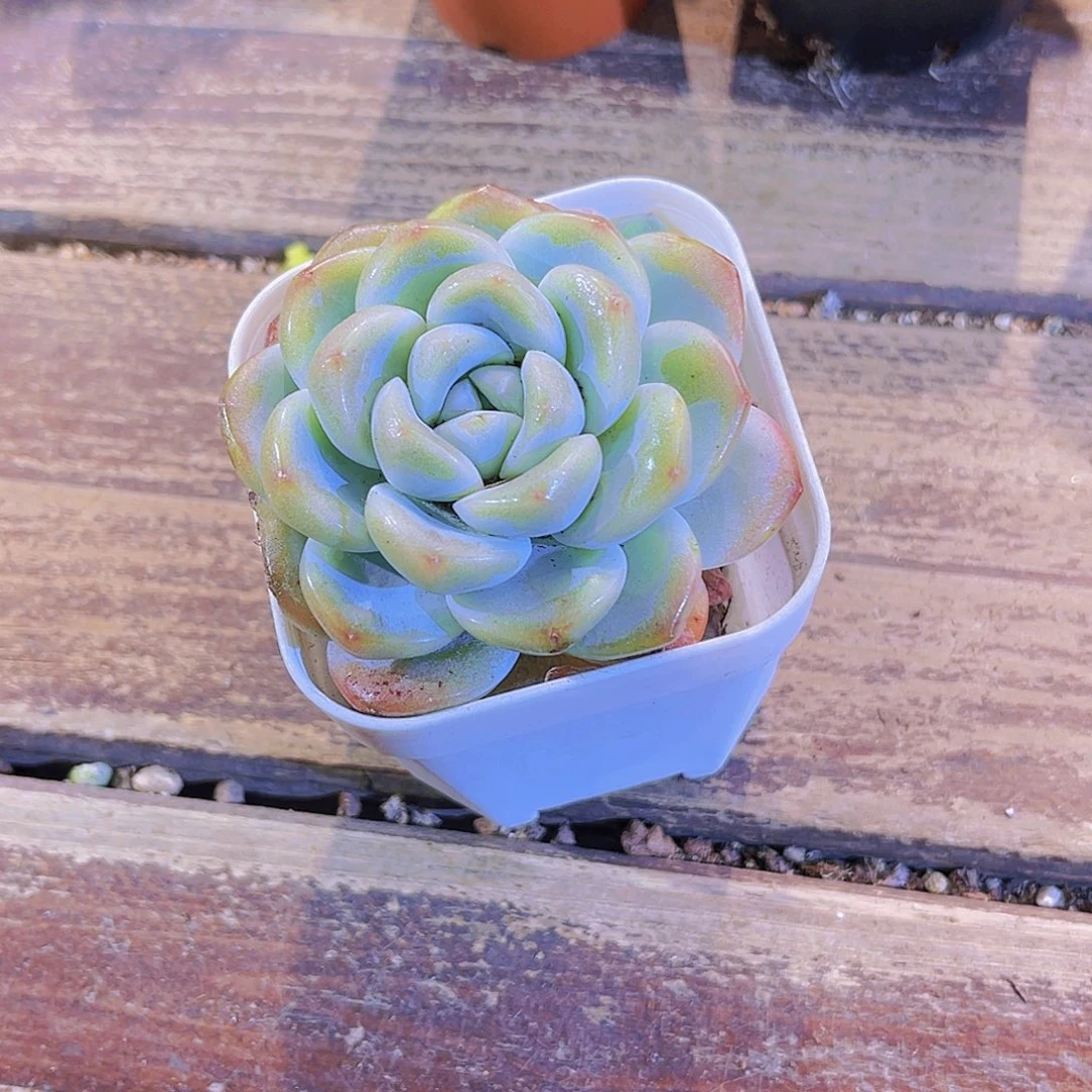 冰玉六盆11111111111111