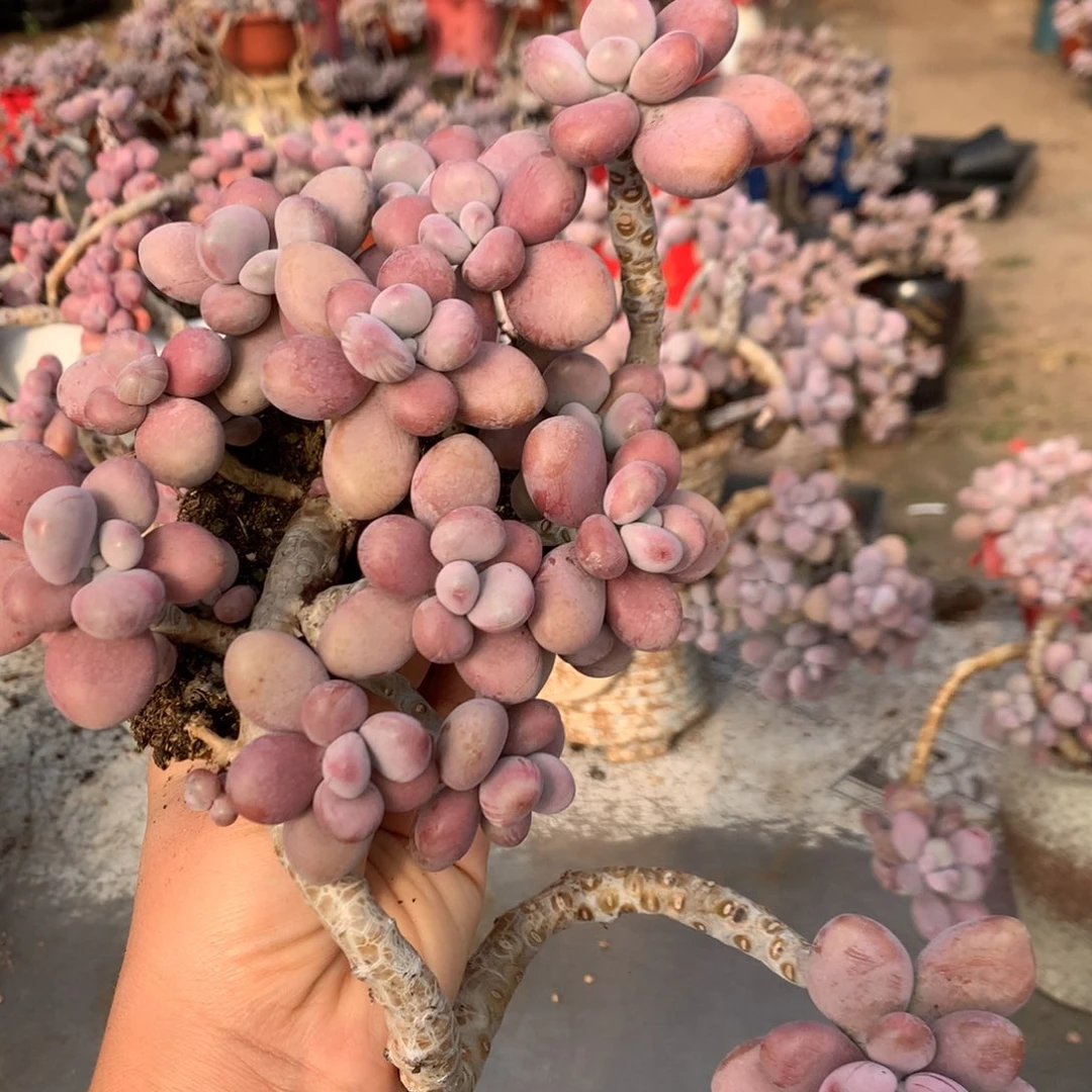 桃蛋老桩不带盆1号开播福利