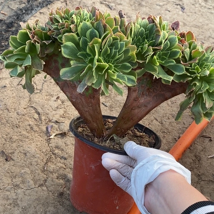 青檬锦缀32多肉植物法师法师