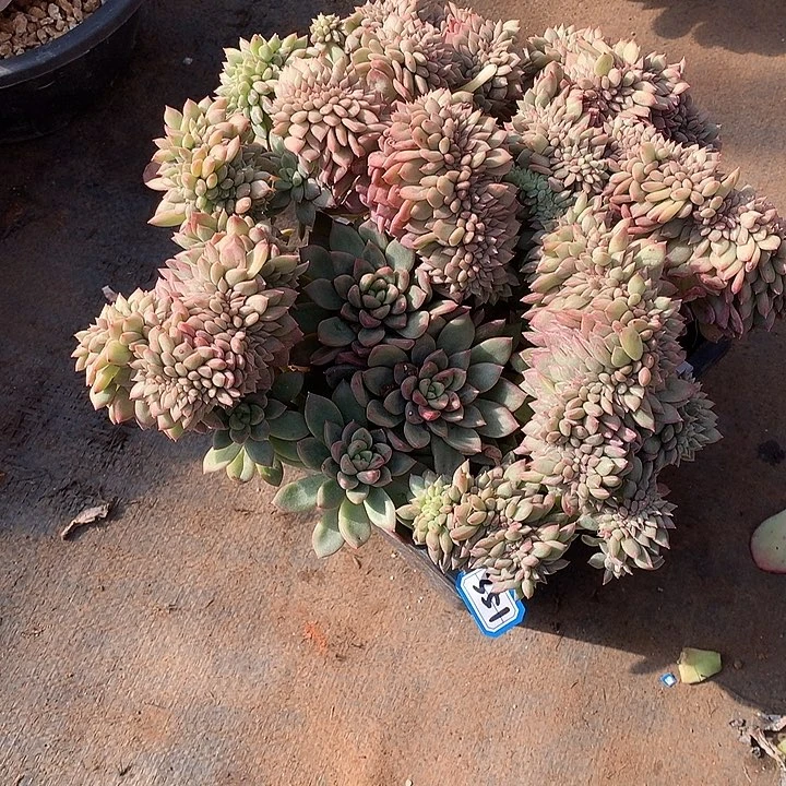 351缀化 一物一拍多肉