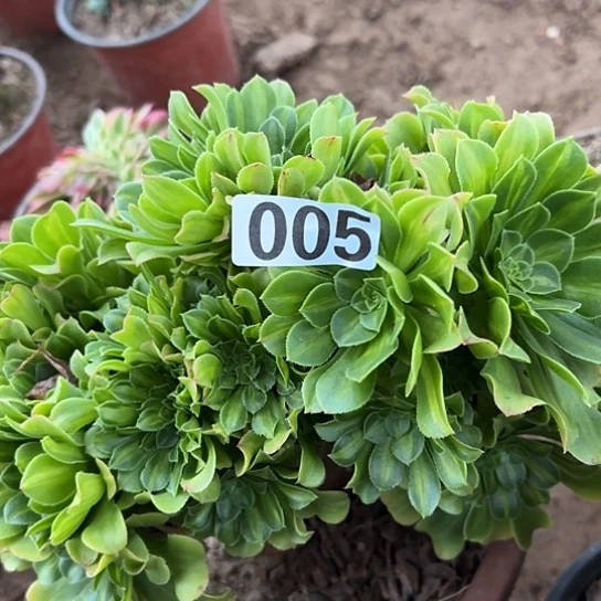 月***4多肉植物一个琉璃005