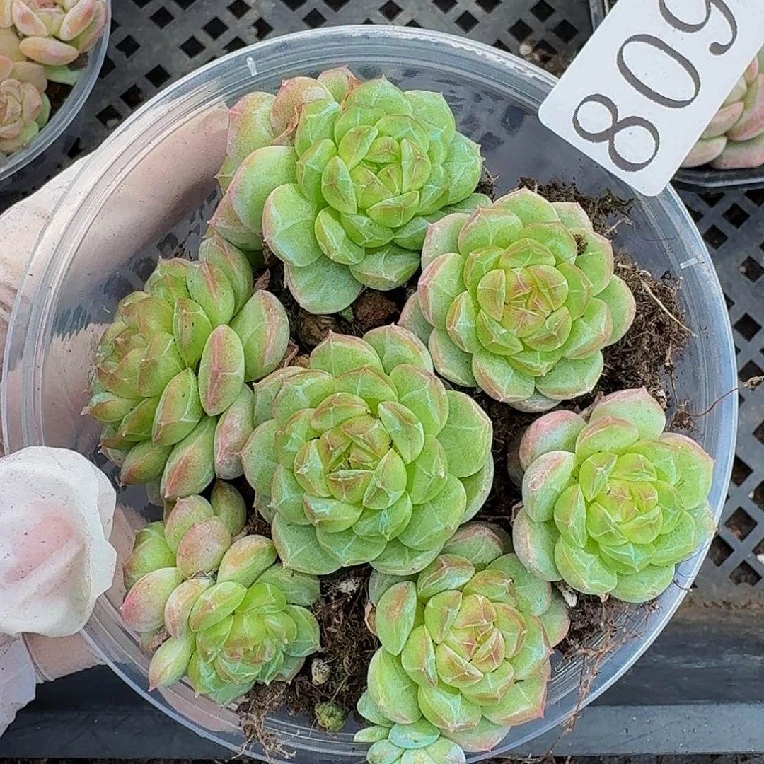 多肉植物多肉植物809
