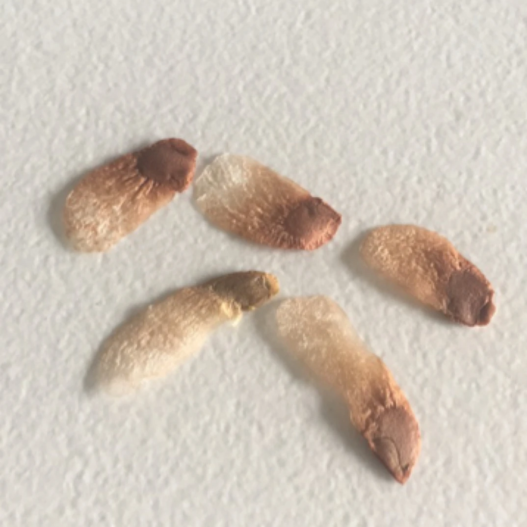 南非龟甲龙种子 2025年5月份成熟的新鲜种子