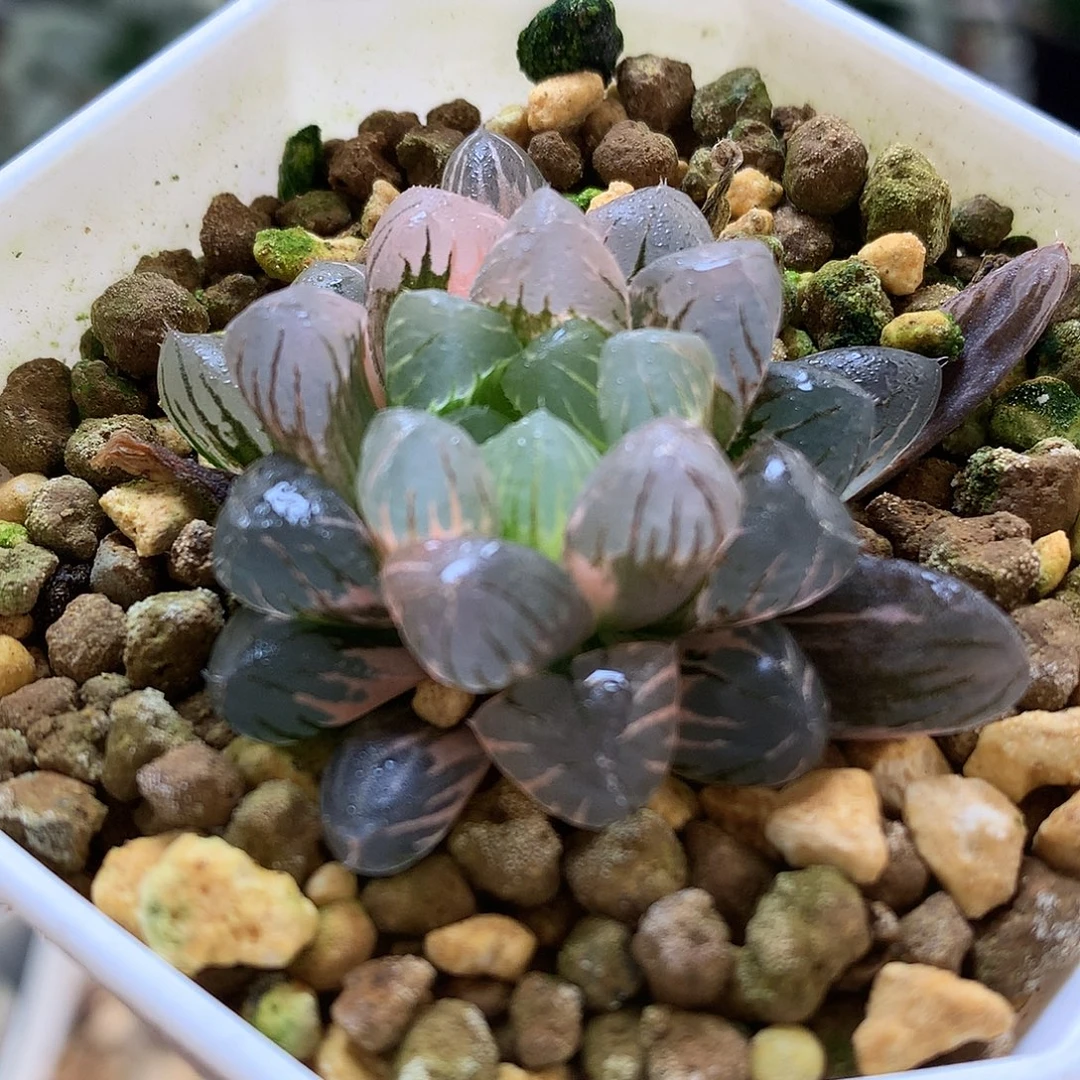 冰灯玉露锦带盆土发货不