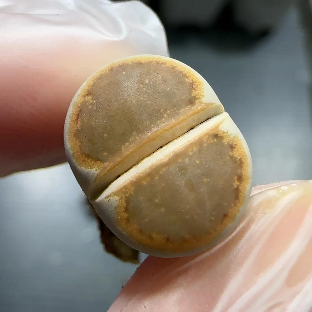 11.17。福利1620.5饼干5006