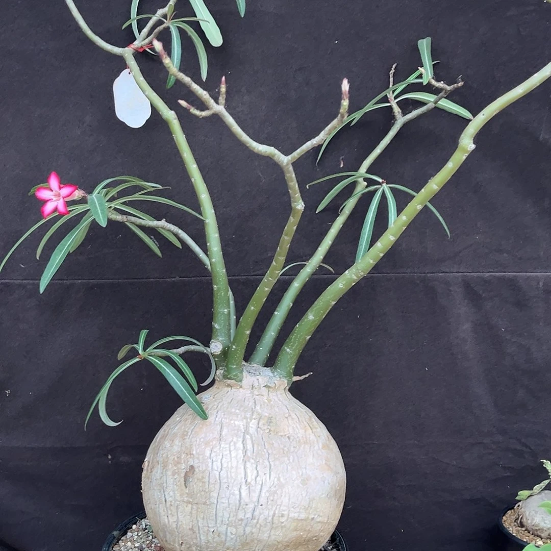 精品产地索马里沙玫，养定