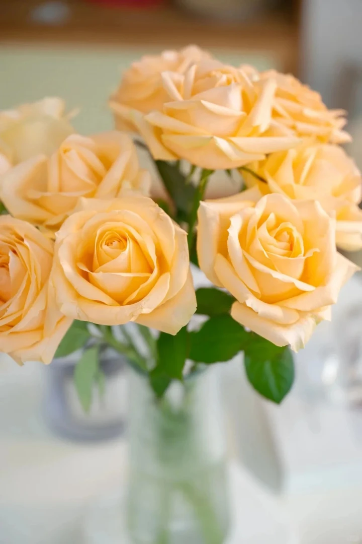 【浙里花】蜜桃雪山+杏色果汁玫瑰   两单升级EMS空运/京东冷链