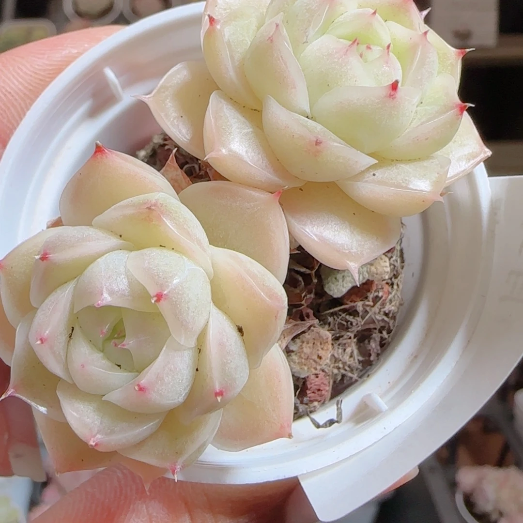 花语多肉0105-187散
