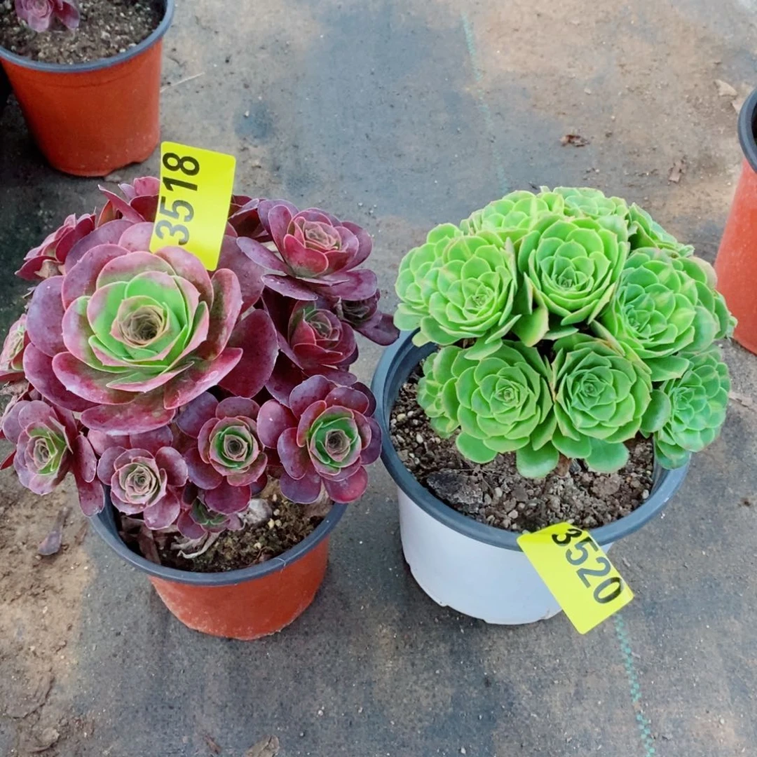 翡翠琉璃媚金玫瑰3518.3520