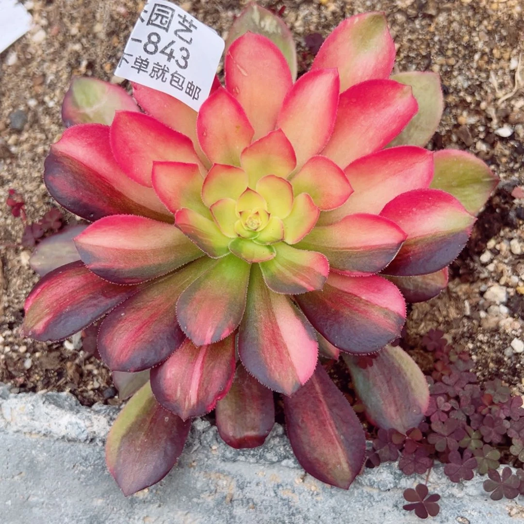 流星雨花脸多肉植物843
