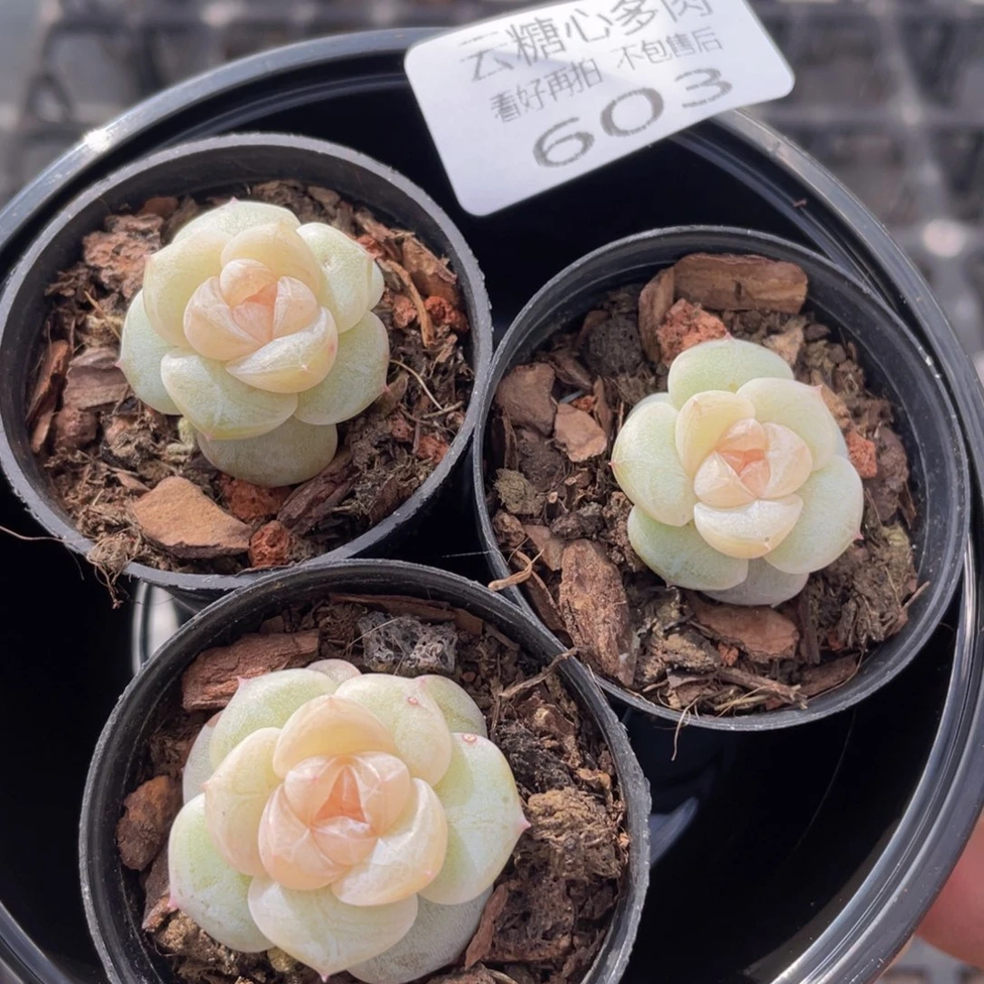云糖心多肉植物603