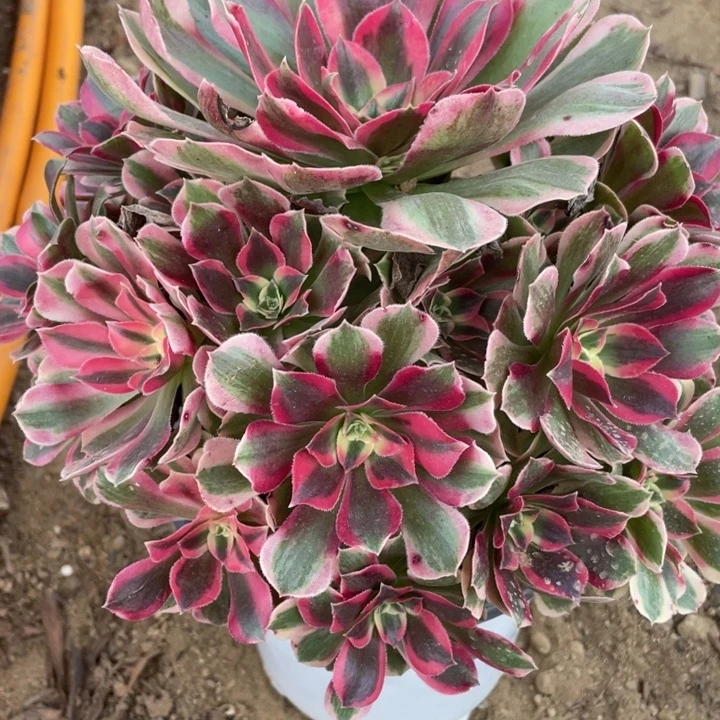 完全开放236对肉植物粉女郎