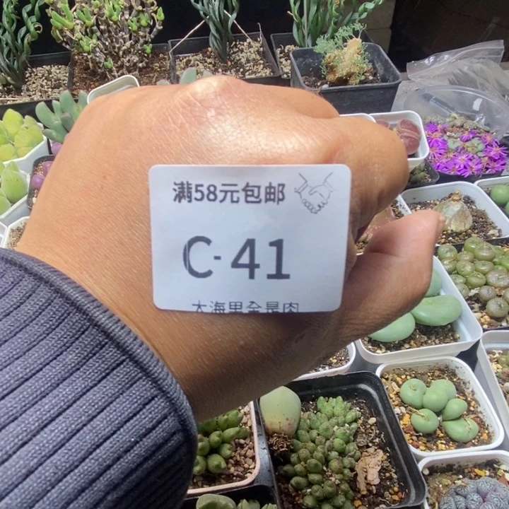 D***肉53666666666666999999