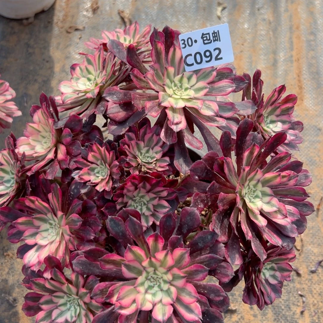 092红铜多肉法师