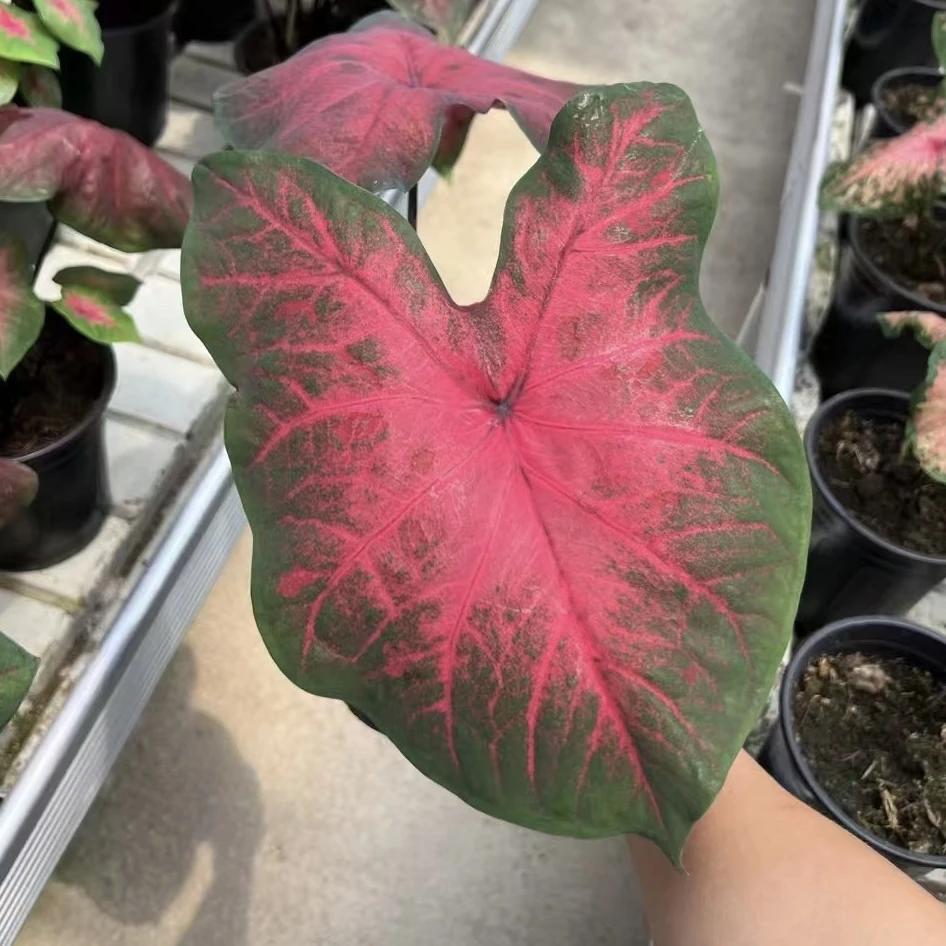 邮递员彩叶芋【1加仑】种球桌面盆栽观叶植物室内绿植