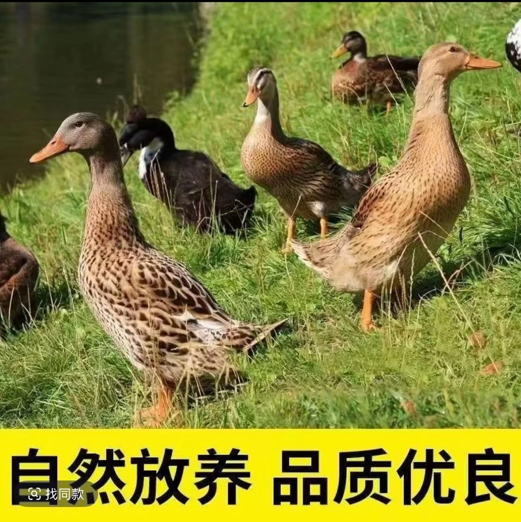 【顺丰京东包邮】(精选5只) 农家散养 鸭子 新鲜宰杀急冻锁鲜无掌翅