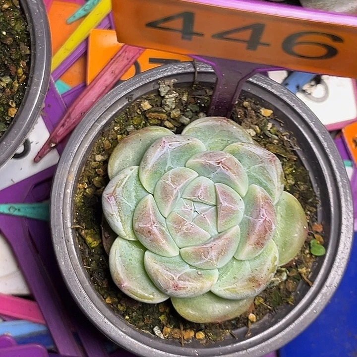 多肉植物小圆包446