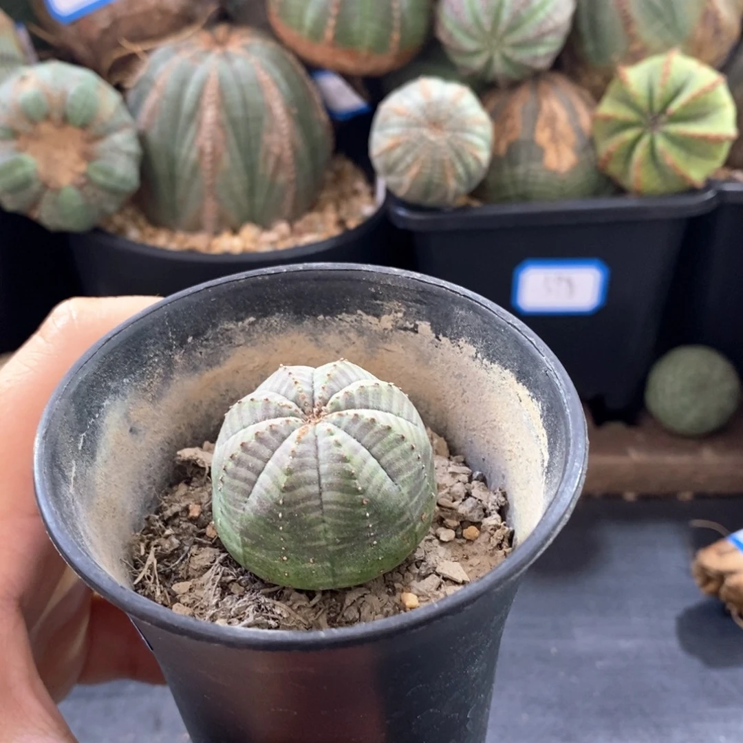 欧系实生布纹球 一物一拍
