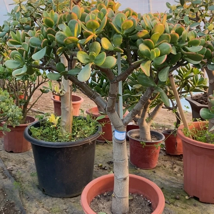 黄金花月一物一拍