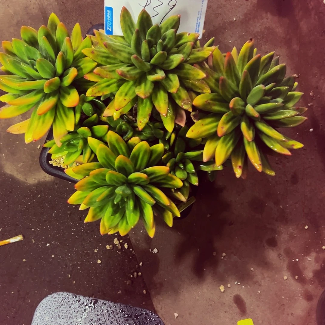 格***格939号一物一拍脱土包邮