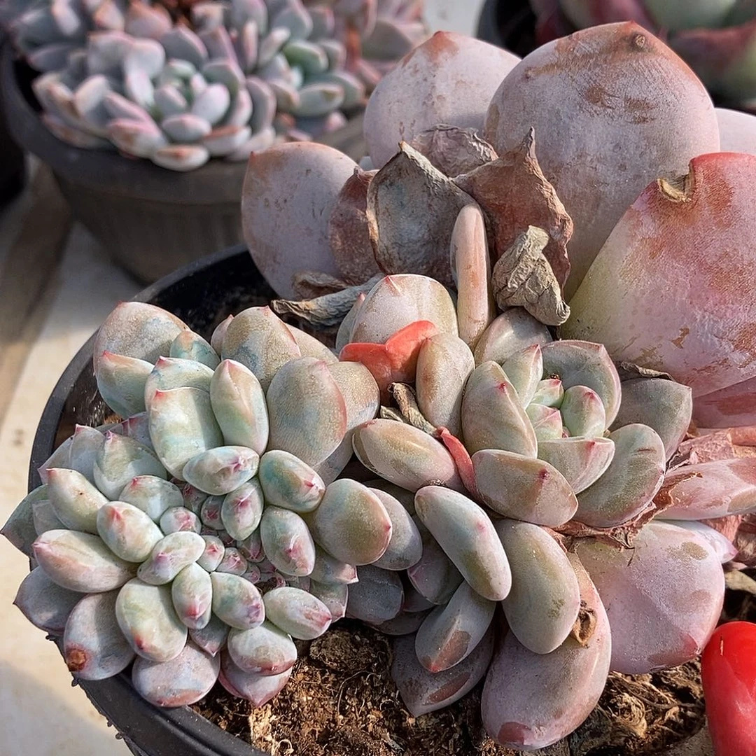 30 号一物一拍不退不换