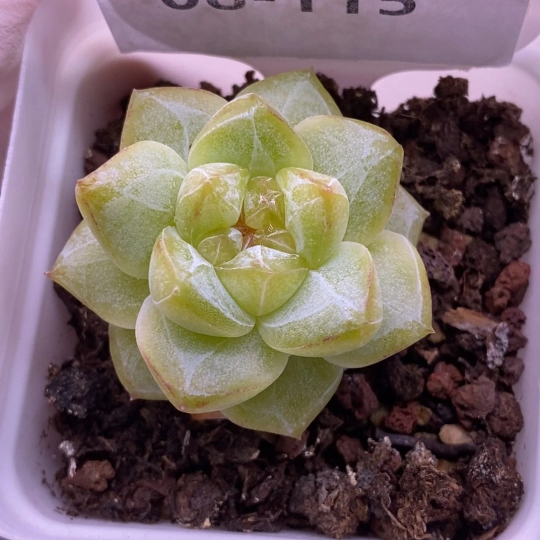 【闪购商品】08-115