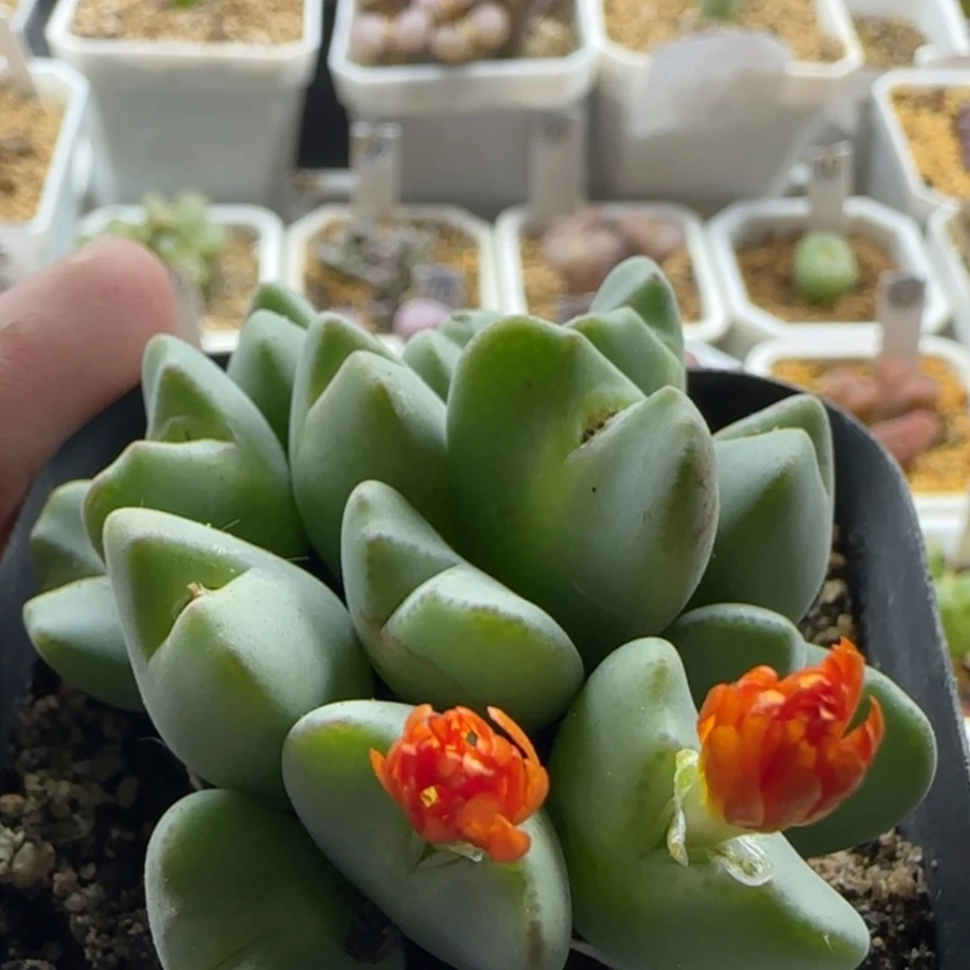 【闪购商品】21014橙花大群