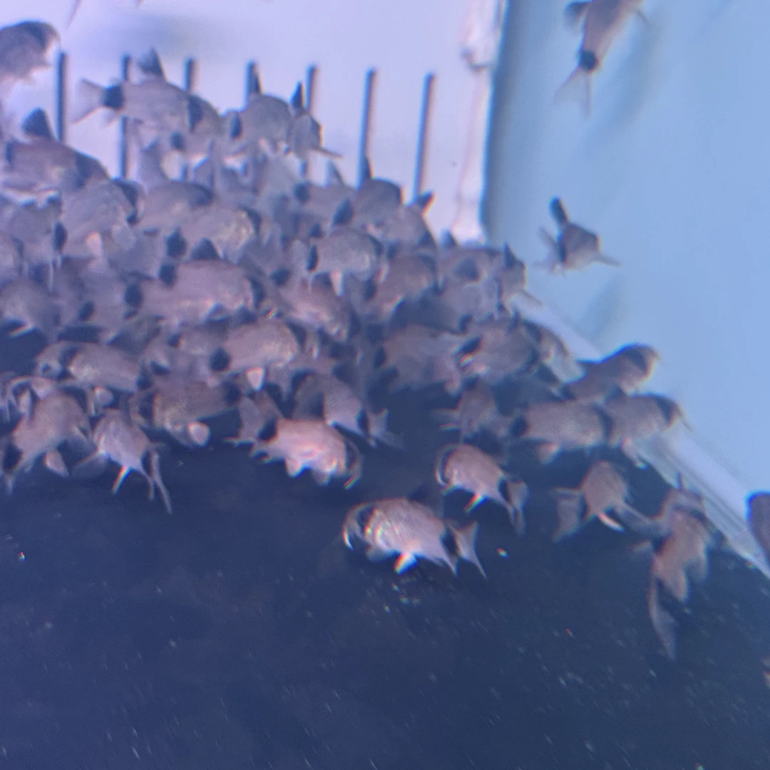 明天小鱼熊猫鼠清洁观赏鱼