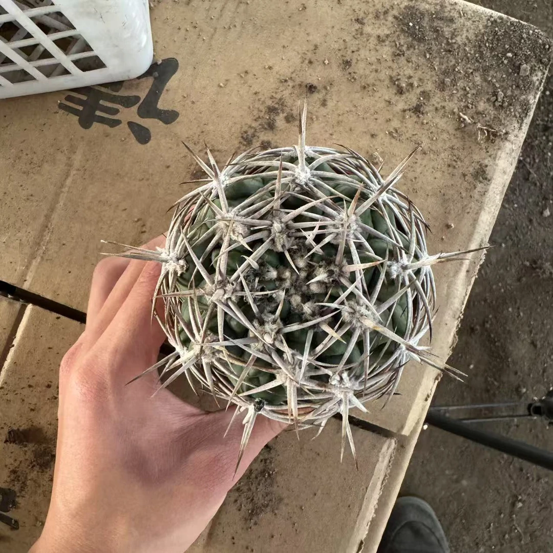 碧岩玉  仙人球植物漳州基地直发货 新手好养 室内外办公室绿植