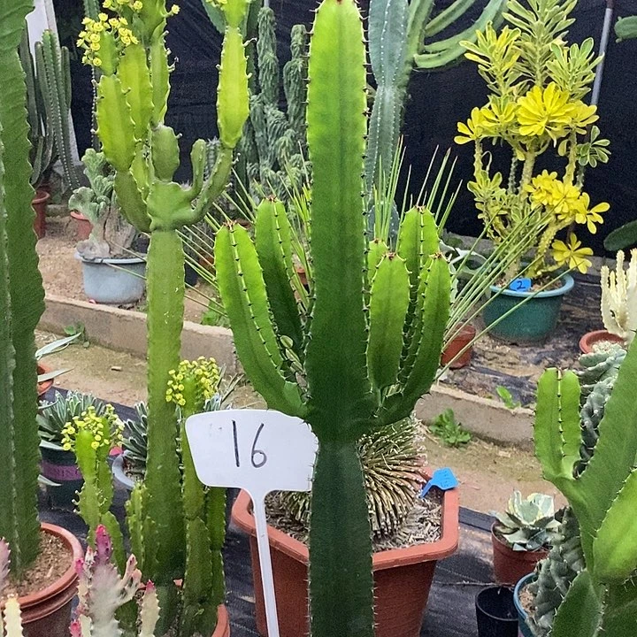 小戟阁一物一拍一棵