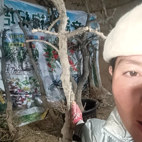 Q***蛋完全开放枸杞树一颗