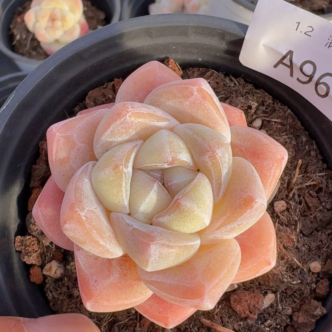 冰玉单头一颗带盆发，