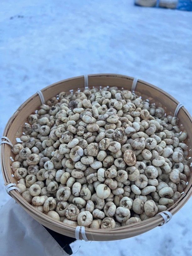 长白山 林下贝母