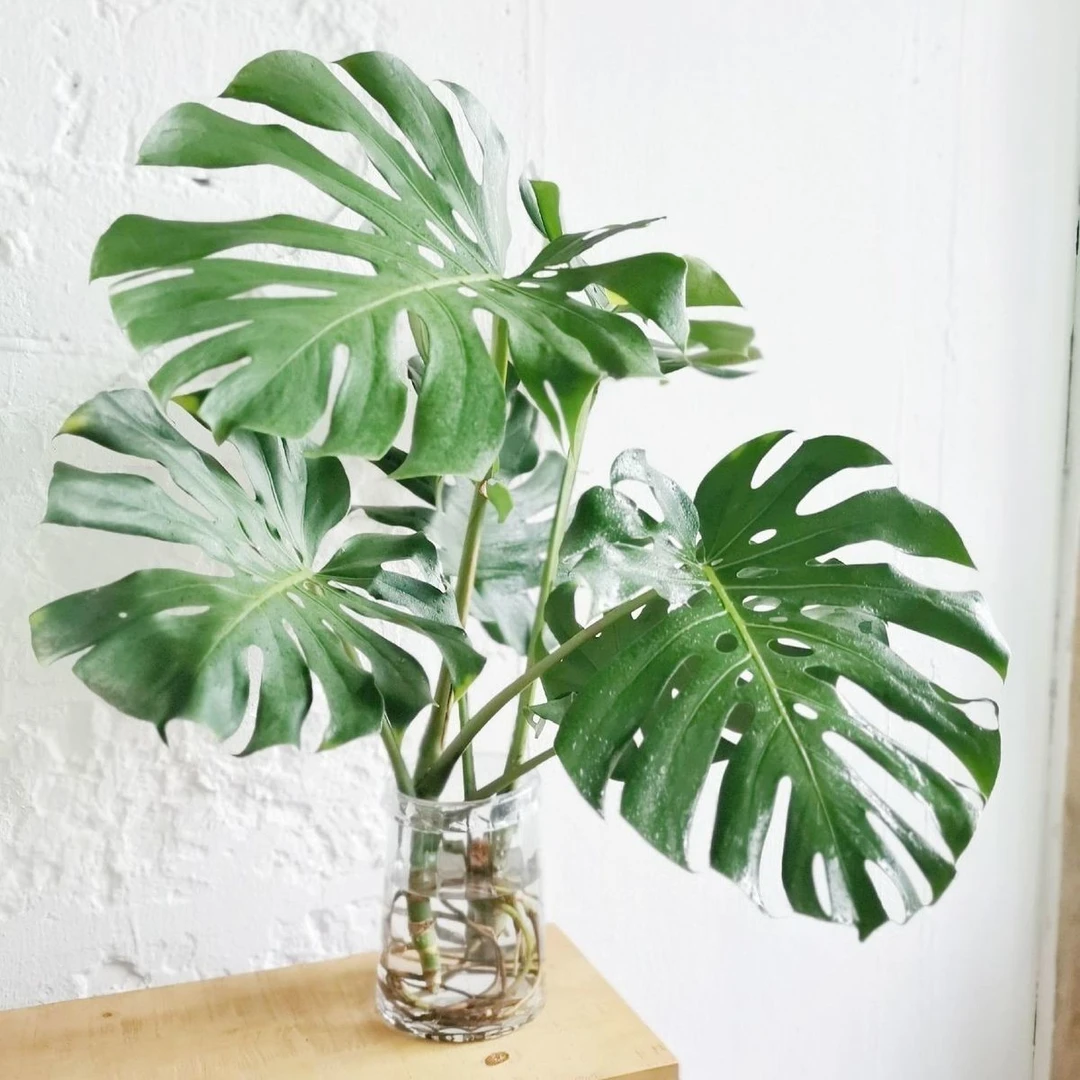 龟背竹单叶全开背(水培植物)高度50-70