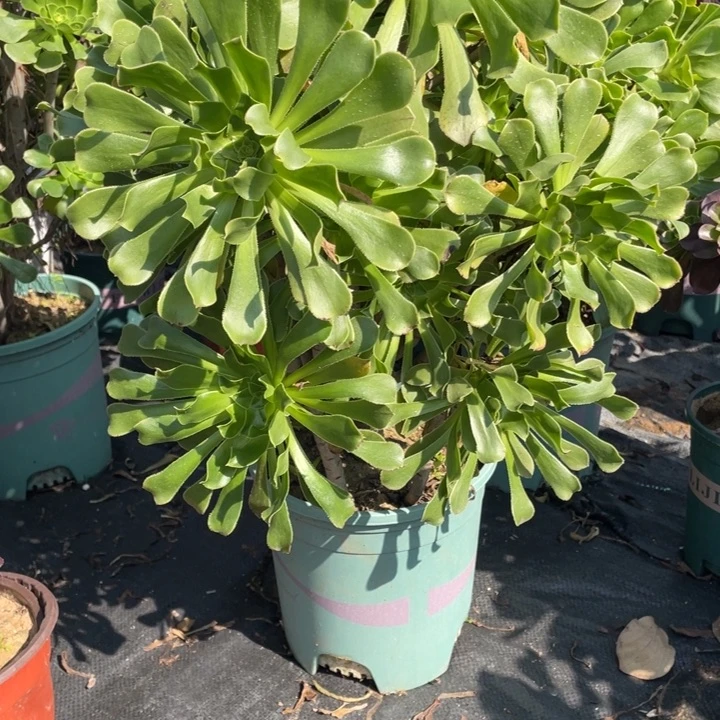 38原始绿法师多肉植物