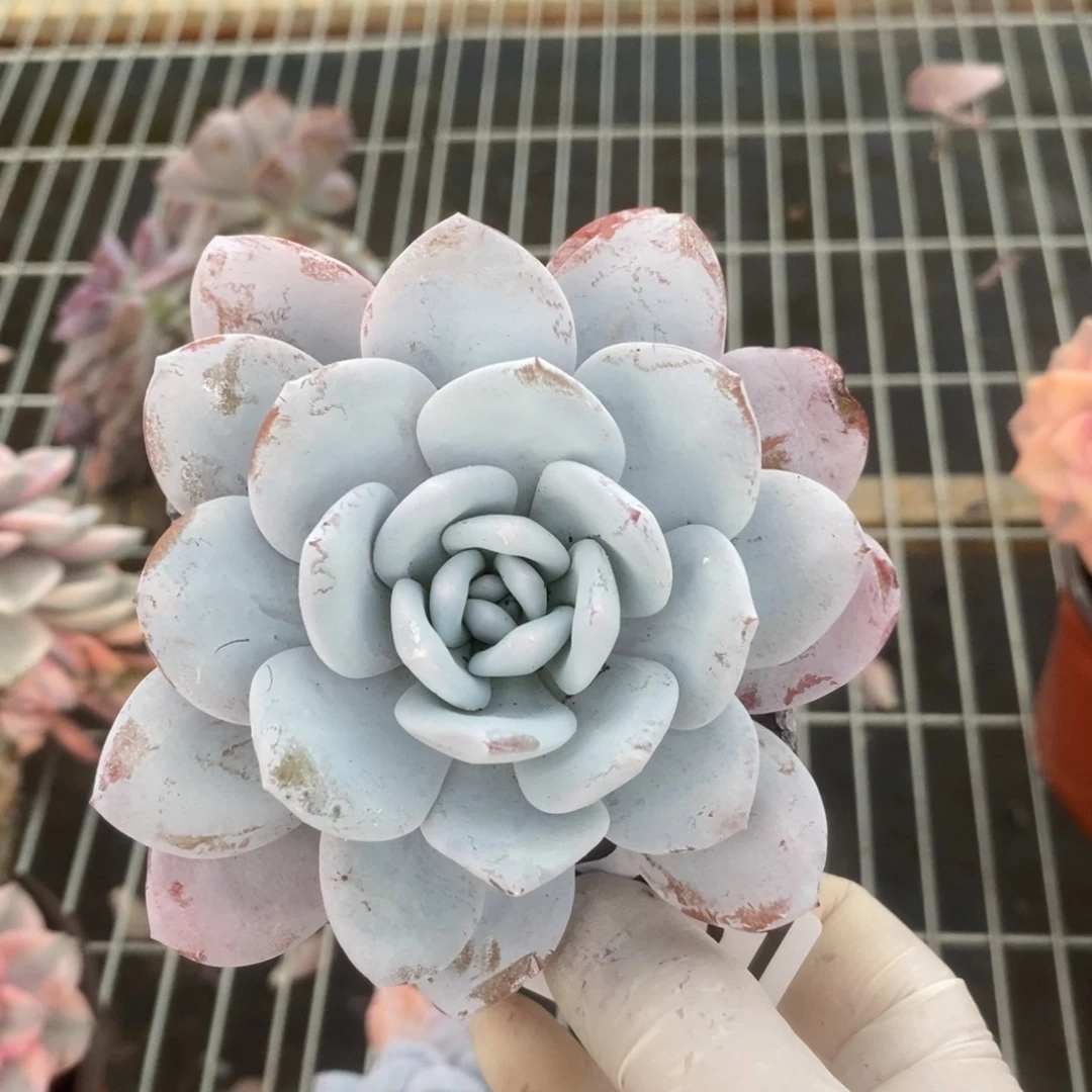 2751雪莲单头一物一拍