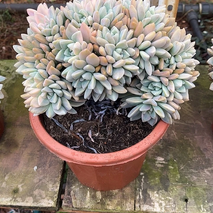 淡雪缀化，带锦，一物一拍