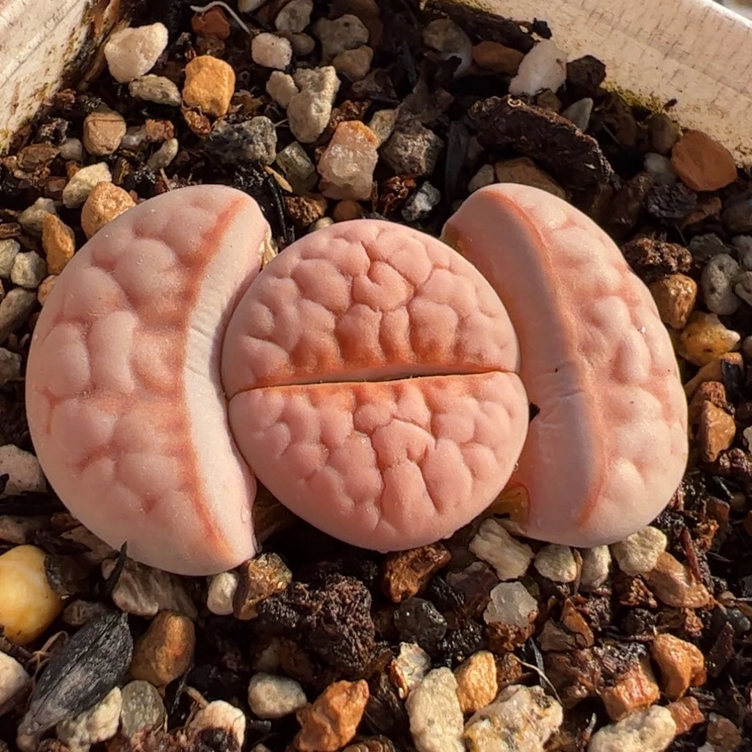 088多肉植物组合