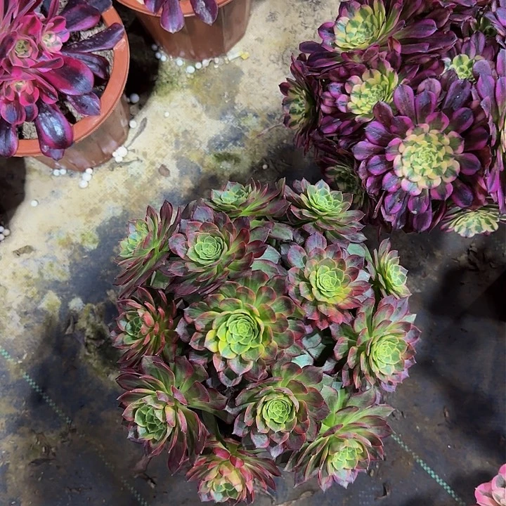 ❤️**049万黄多肉法师