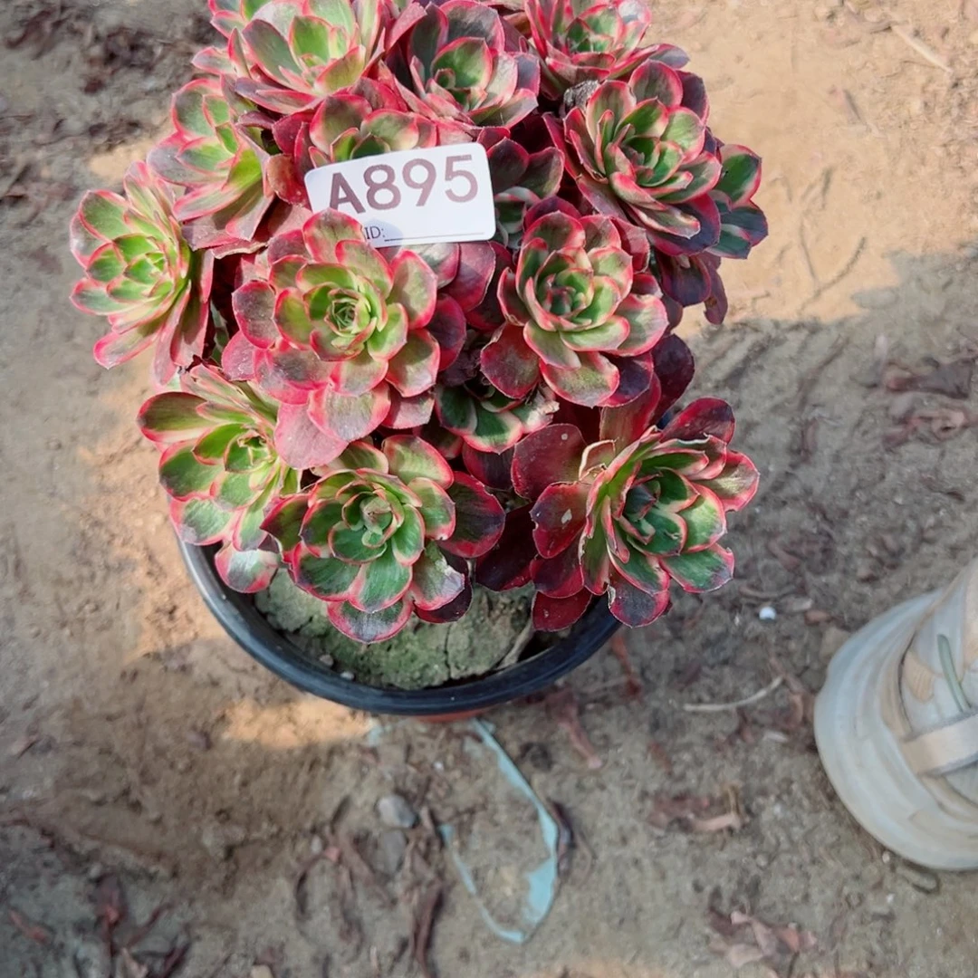 895纳福多肉植物法师多肉