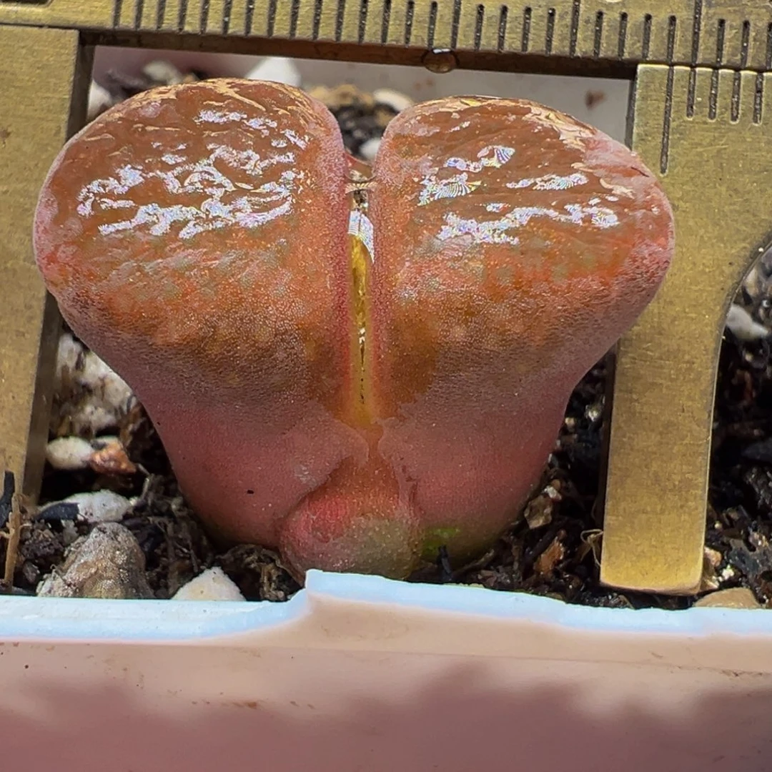 红宝石多肉植物百科