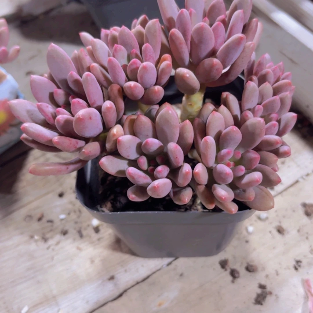 宝石美人多肉植物26.8