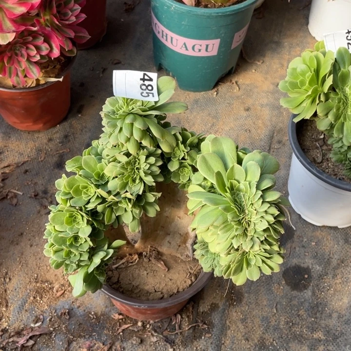 多肉绿杨蓉朵朵缀化485