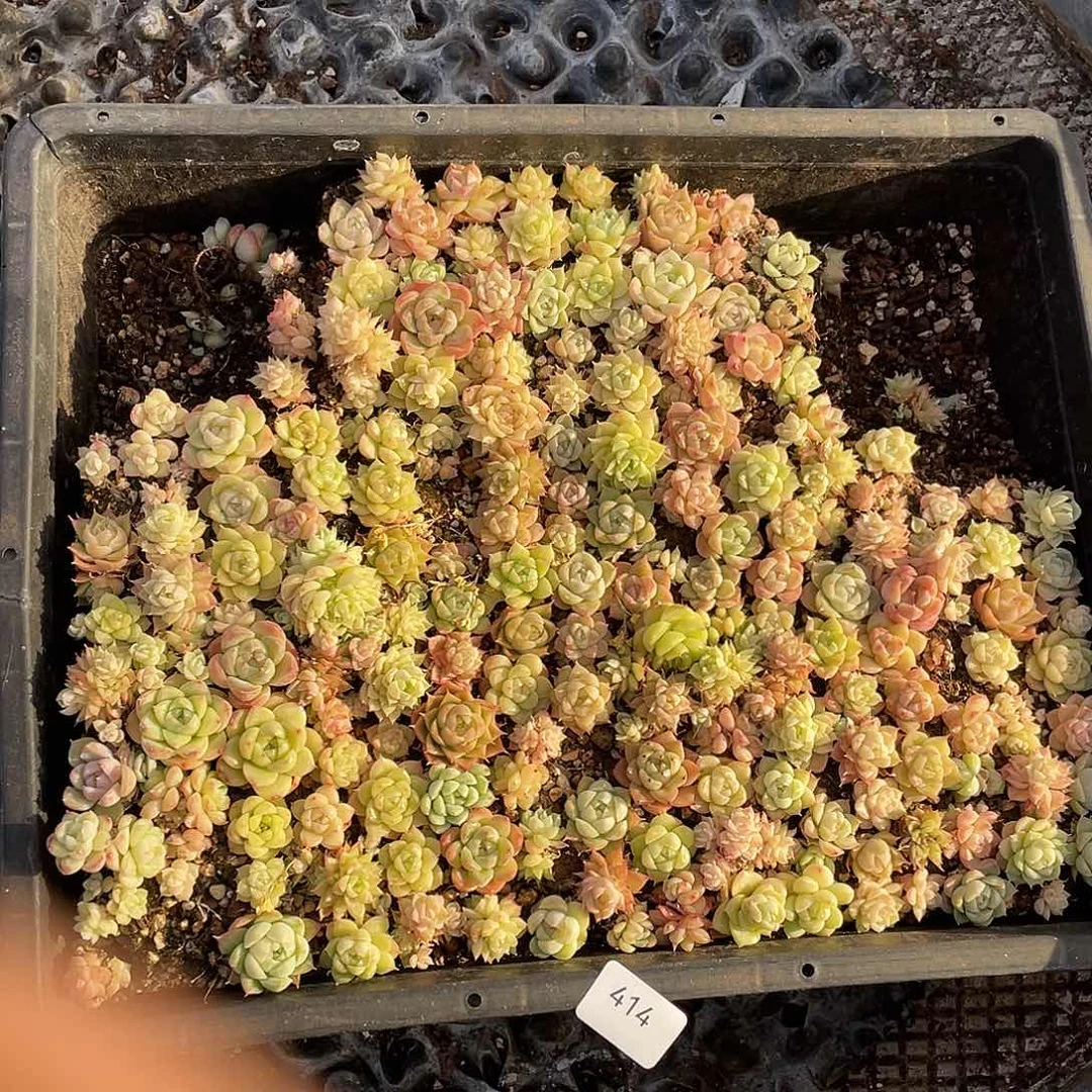 遗***猫414。 定。