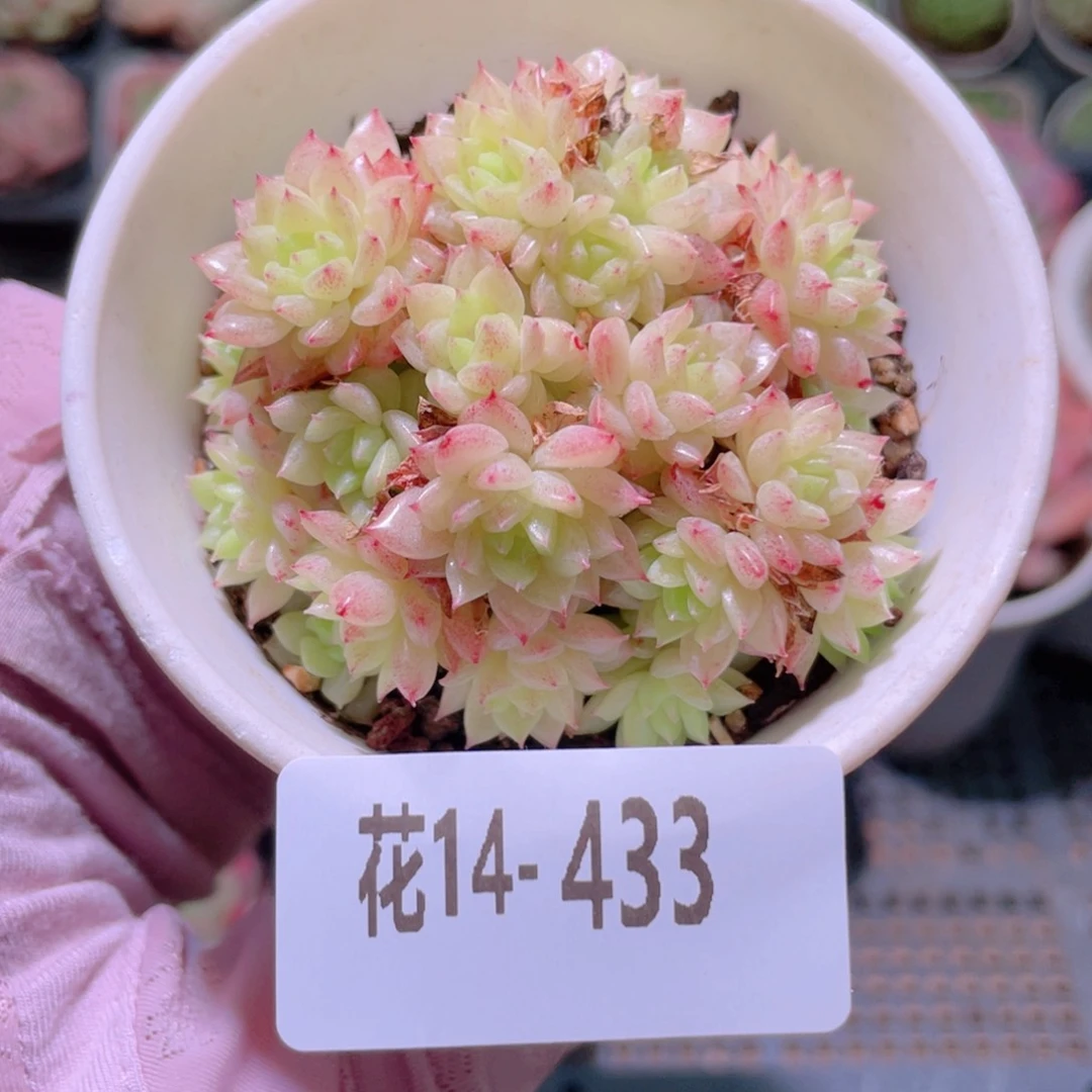 花利美14-433麦秆