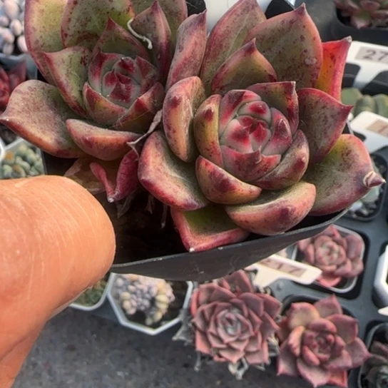 187蓝龙多肉植物多
