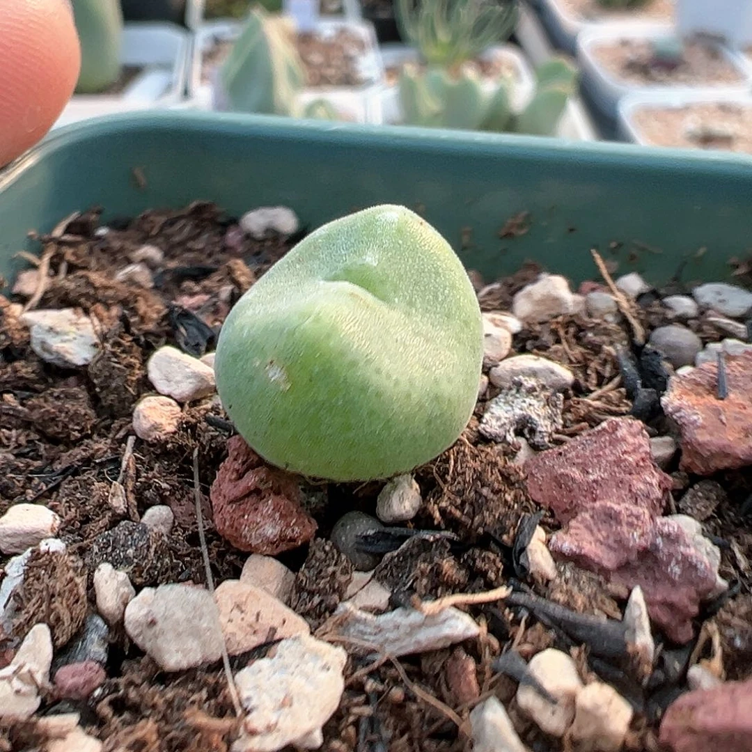 多肉肉锥 绿豆糕母本